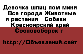 Девочка шпиц пом мини - Все города Животные и растения » Собаки   . Красноярский край,Сосновоборск г.